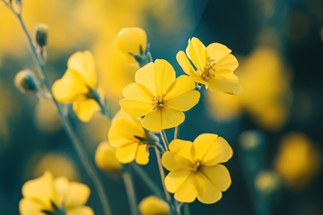 黄色油菜花花田