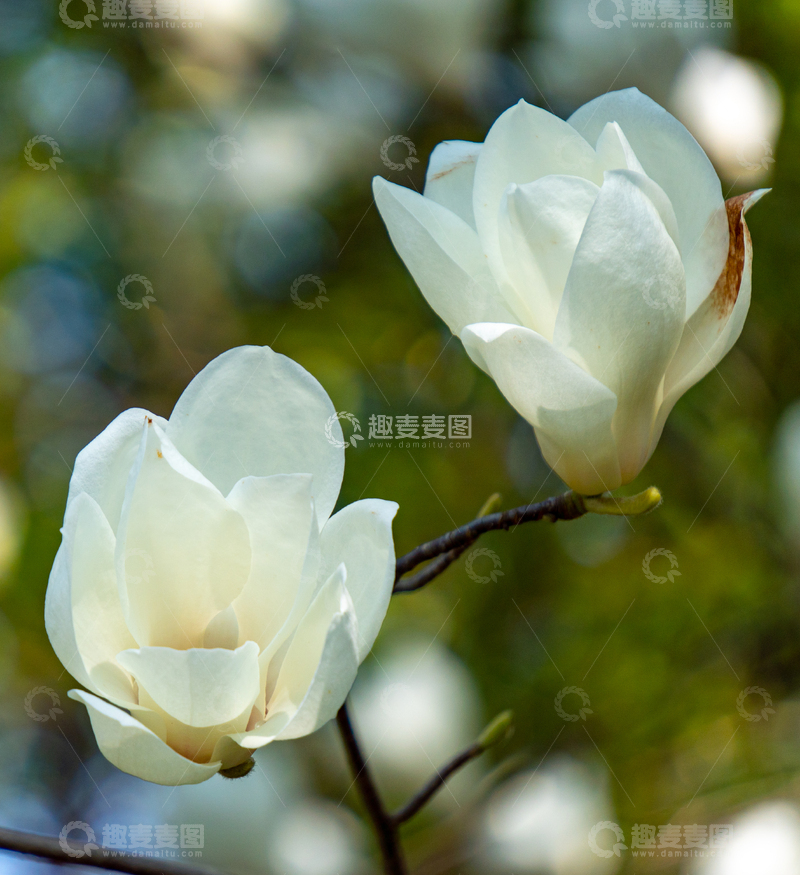 高清大图下载【趣麦麦图】清新白玉兰花摄影微距高清商用素材