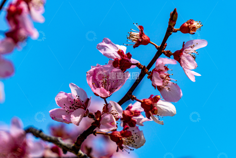 高清大图下载【趣麦麦图】蓝天背景春日樱花绽放美景高清壁纸海报素材