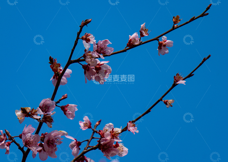 高清大图下载【趣麦麦图】春日蓝天背景红色樱花蓝天美景摄影素材