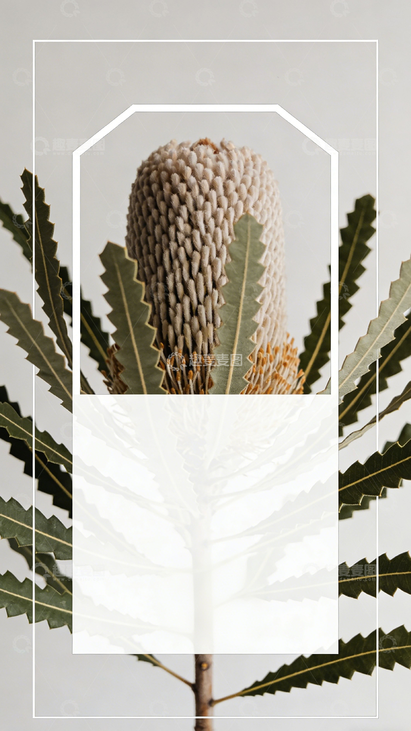高清大图下载【趣麦麦图】简约自然植物拼贴设计