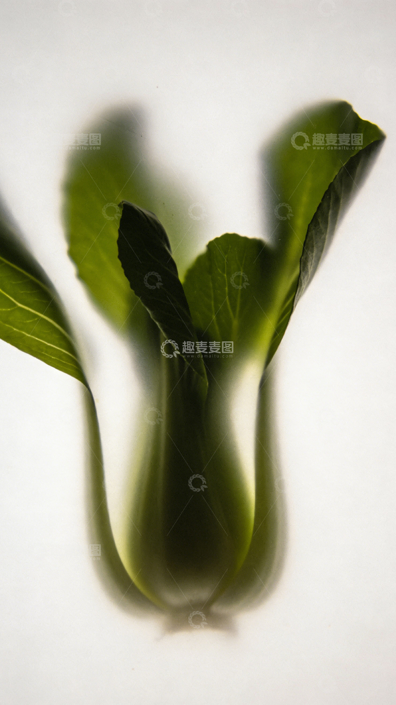 高清大图下载【趣麦麦图】绿叶植物特写简约摄影