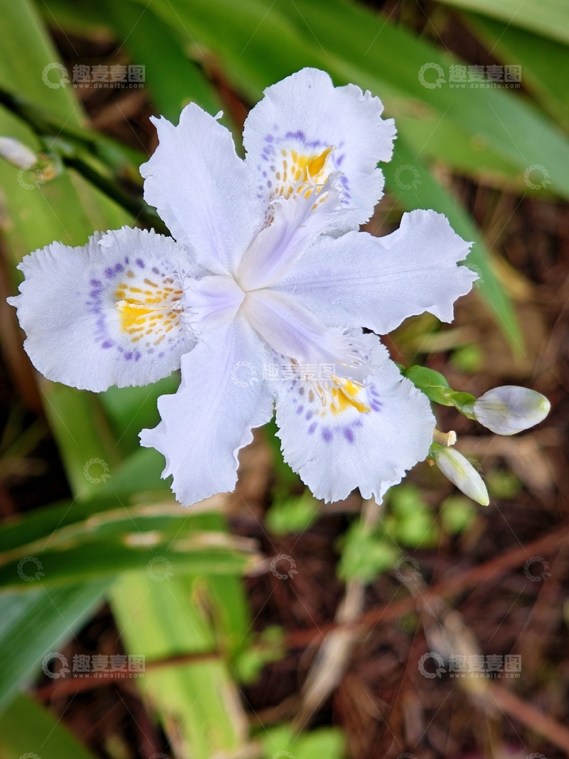 高清大图下载【趣麦麦图】自然风紫色花卉鸢尾花特写摄影图片