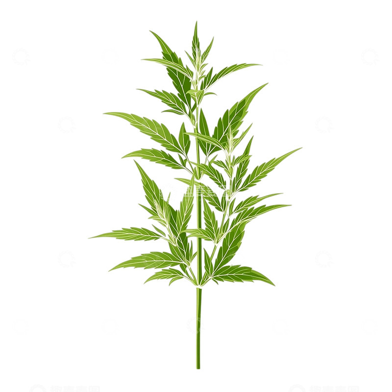 高清大图下载【趣麦麦图】艾草的生命之舞