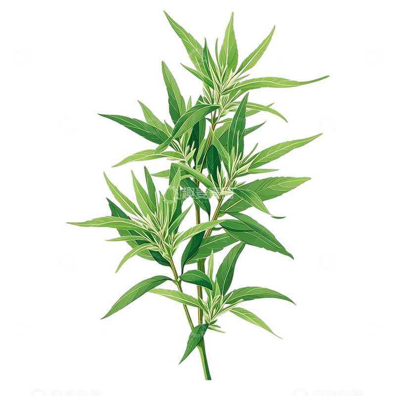 高清大图下载【趣麦麦图】自然疗愈的艾草生命力