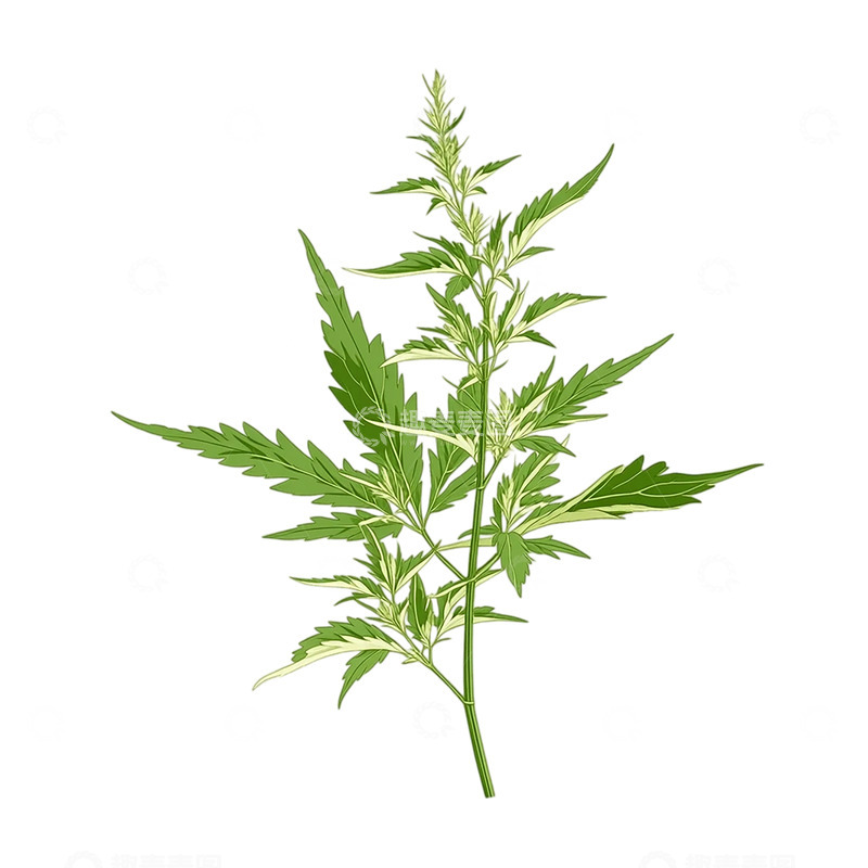高清大图下载【趣麦麦图】藏于绿影的艾草奇迹