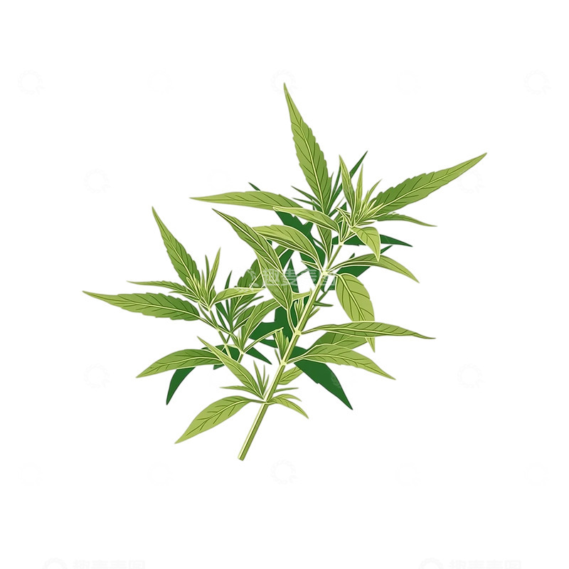 高清大图下载【趣麦麦图】艾草繁茂绿意盎然奇观