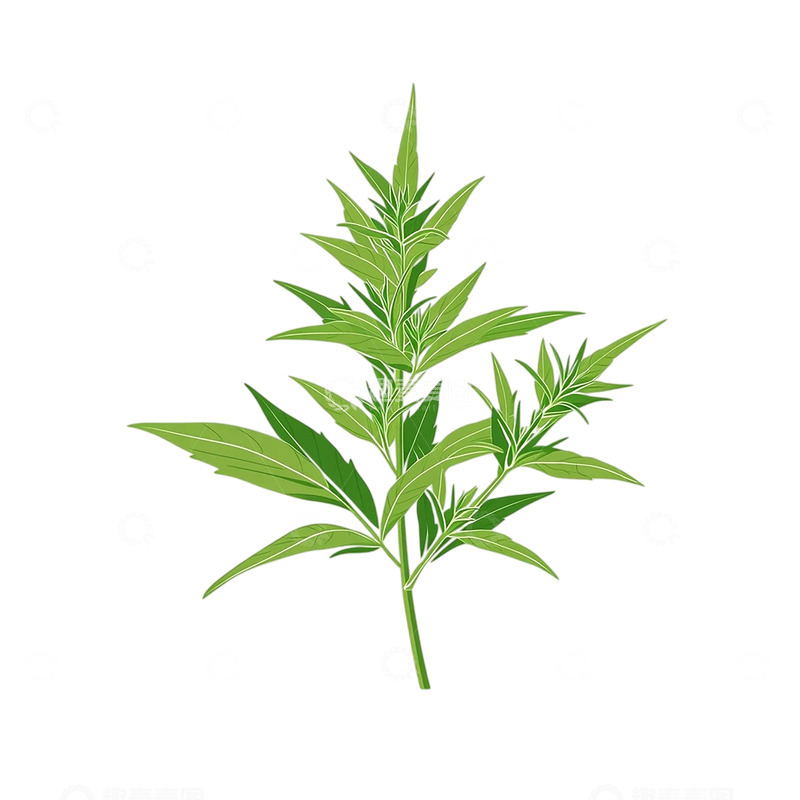 高清大图下载【趣麦麦图】神秘艾草的繁茂生命之歌