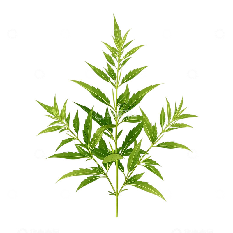 高清大图下载【趣麦麦图】浓郁芳香的草木精魂