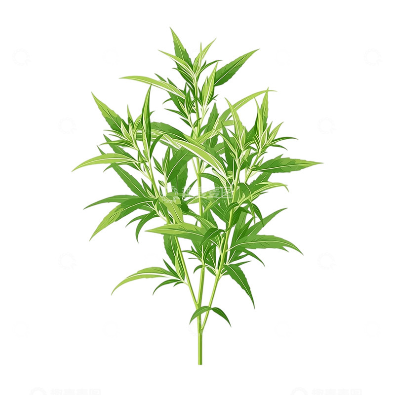 高清大图下载【趣麦麦图】绿意盎然的艾草奇观