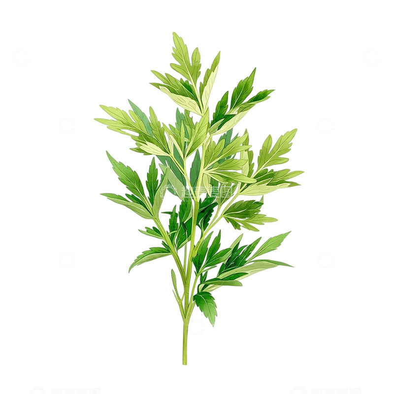 高清大图下载【趣麦麦图】灵动翠影艾草的生命律动