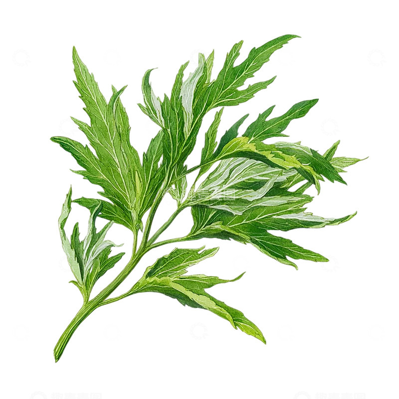 高清大图下载【趣麦麦图】传统药草的自然魅力