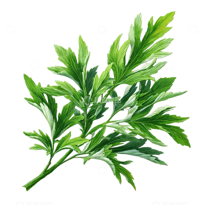 高清大图下载【趣麦麦图】艾草翠绿繁茂生命之魂