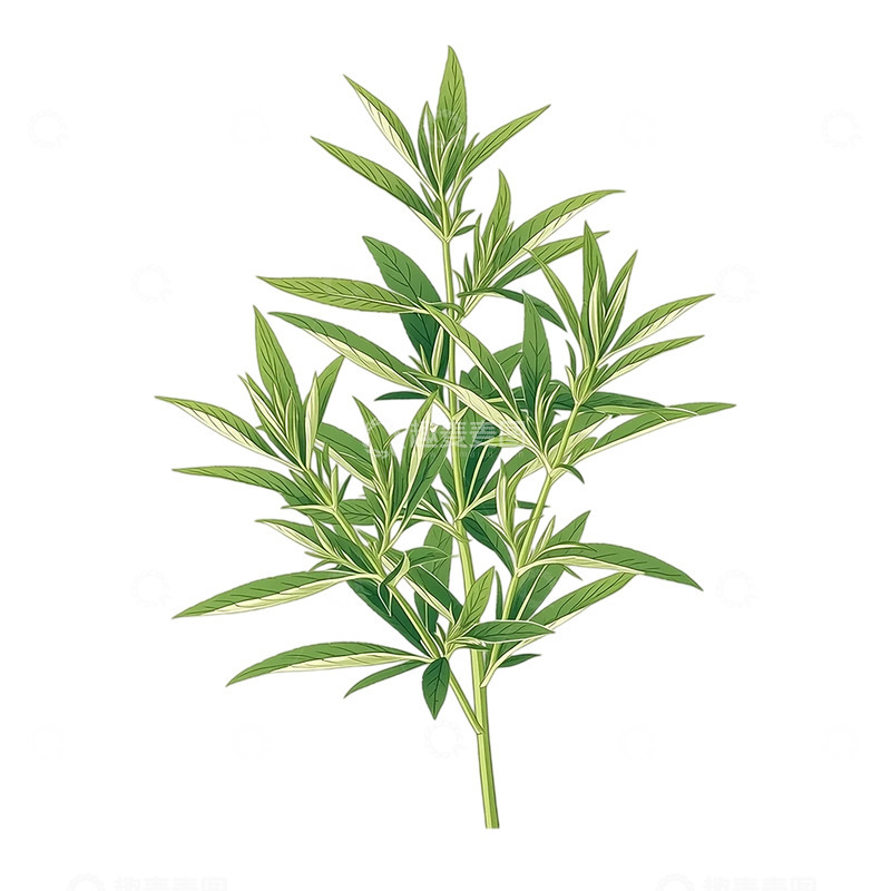 高清大图下载【趣麦麦图】幽深林间艾草繁茂盛放