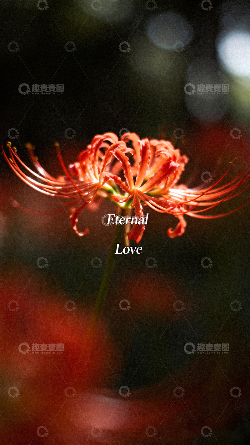 高清大图下载【趣麦麦图】彼岸花永恒爱意摄影