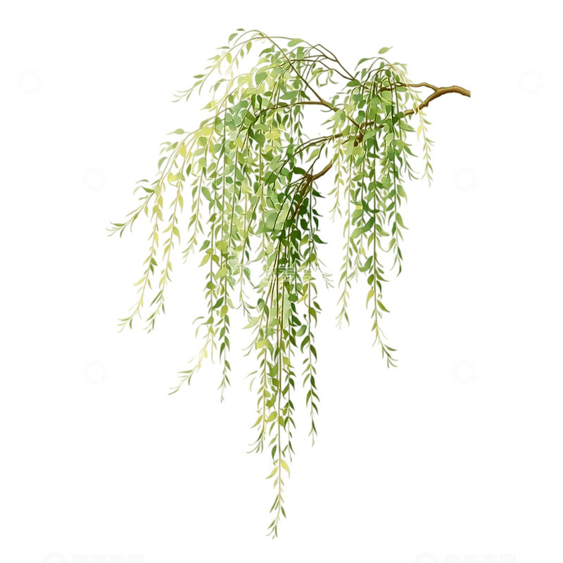 高清大图下载【趣麦麦图】风中低吟的柳枝诗意