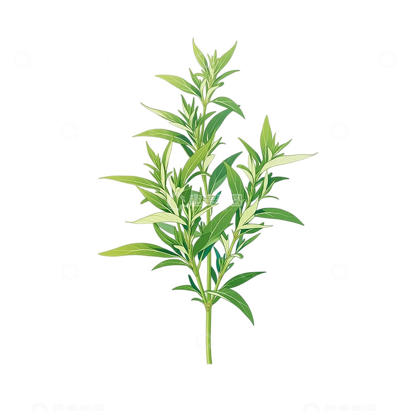高清大图下载【趣麦麦图】神秘艾草的翠绿秘密
