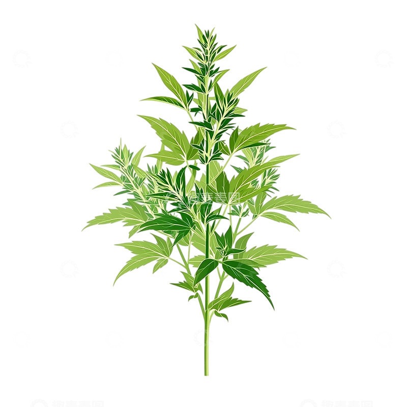 高清大图下载【趣麦麦图】生命之绿艾草的神秘盛开