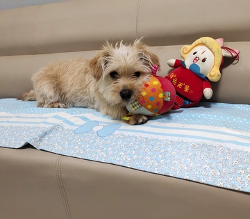 宠物狗沙发休息玩耍