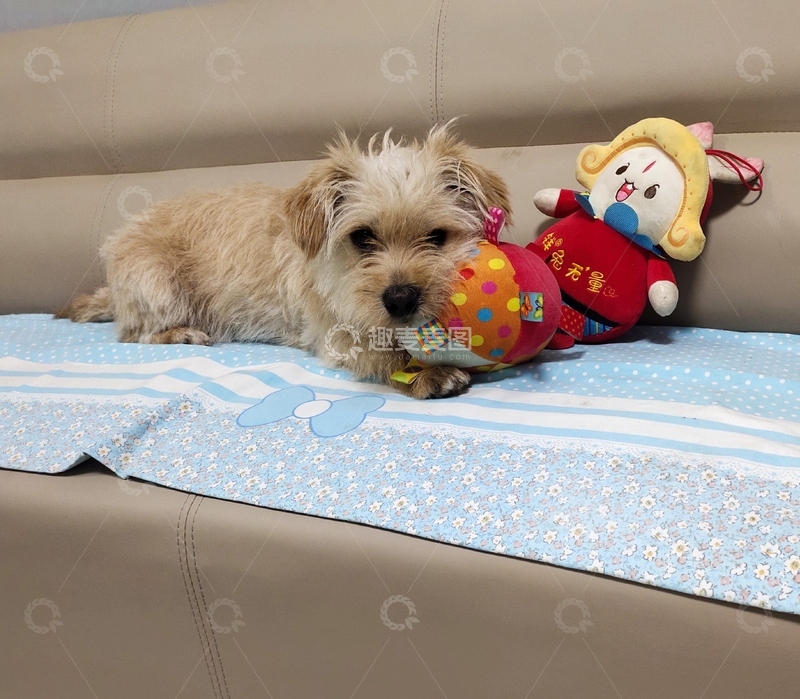 高清大图下载【趣麦麦图】宠物狗沙发休息玩耍