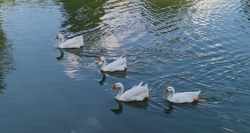 湖面白鹅悠闲游