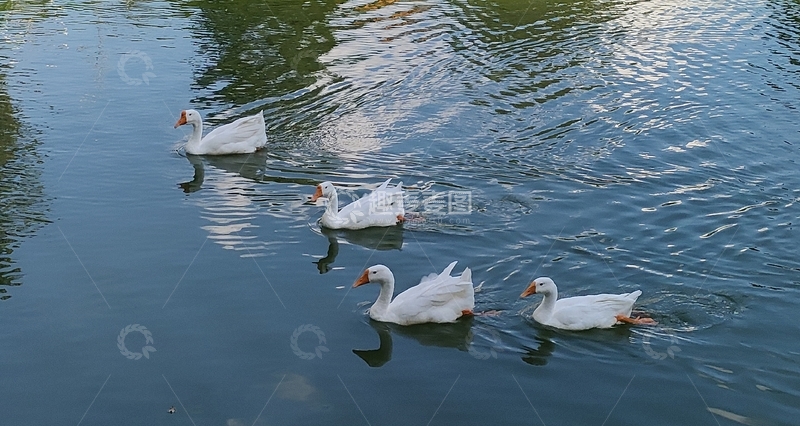 高清大图下载【趣麦麦图】湖面白鹅悠闲游