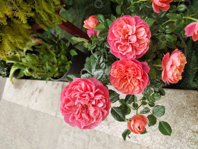 高清大图下载【趣麦麦图】鲜花绽放庭院美景