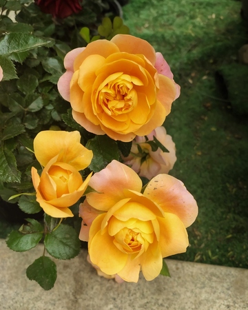 阳光下的黄色玫瑰花园