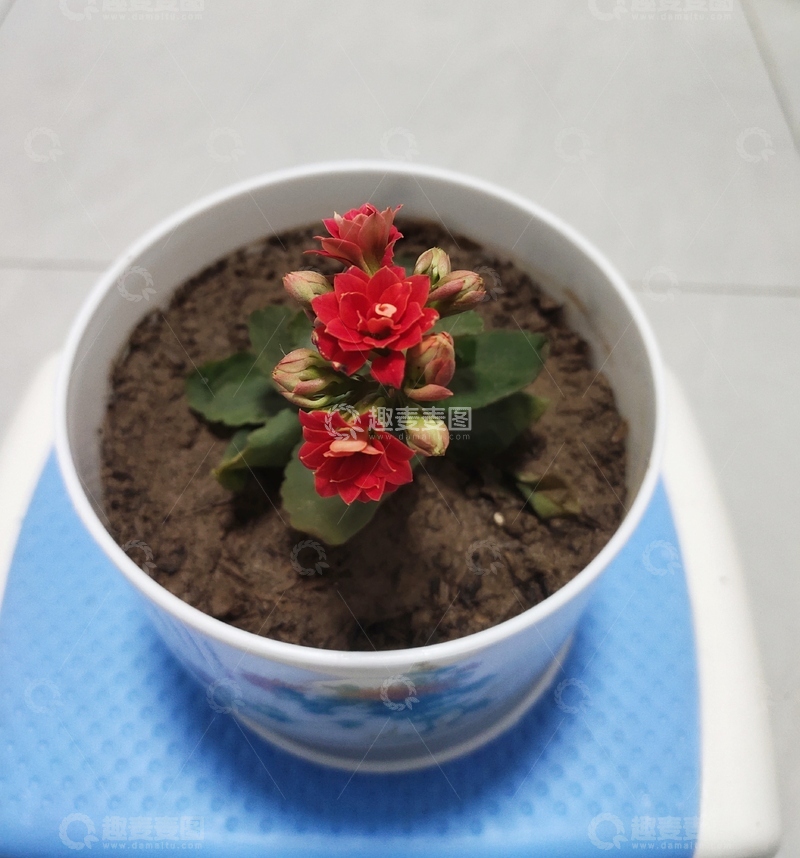 高清大图下载【趣麦麦图】盆栽长寿花盛开