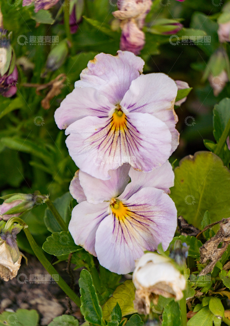 高清大图下载【趣麦麦图】紫色三色堇盛开微距特写高清素材