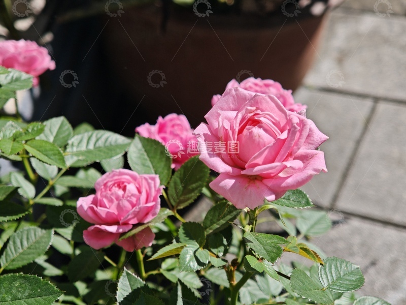 高清大图下载【趣麦麦图】春日美好花园粉色玫瑰盆栽美景