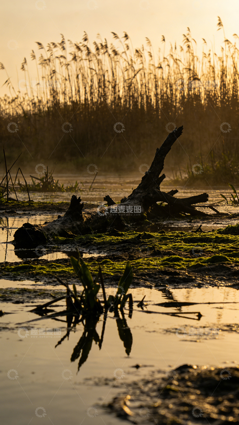 高清大图下载【趣麦麦图】黄昏湿地风光摄影