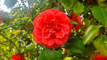 山茶花朵花卉花瓣花蕊绿叶树叶叶子