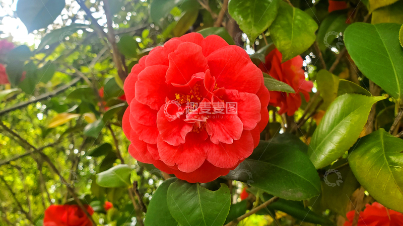 高清大图下载【趣麦麦图】山茶花朵花卉花瓣花蕊绿叶树叶叶子