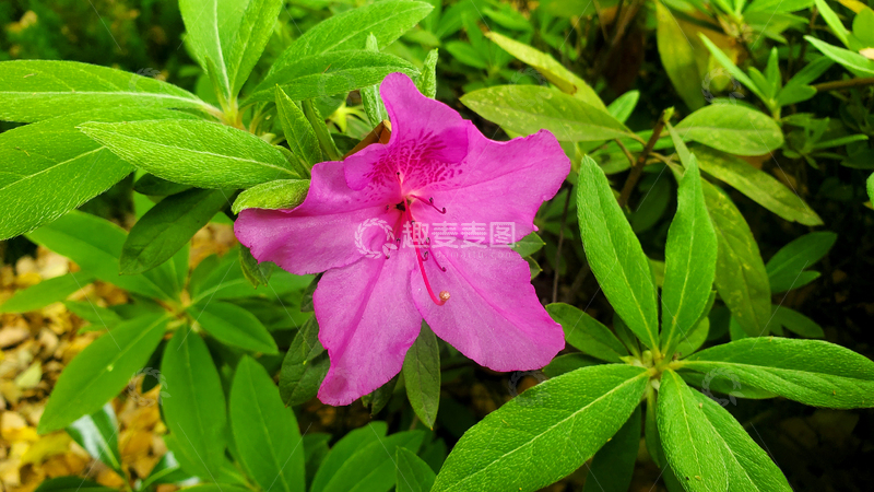 高清大图下载【趣麦麦图】杜鹃花花朵花卉花瓣花蕊绿叶叶子