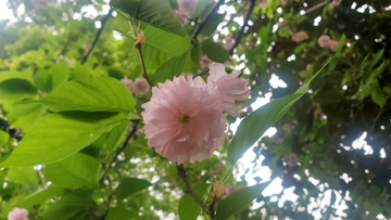 樱花八重樱晚樱花朵花卉绿叶树叶