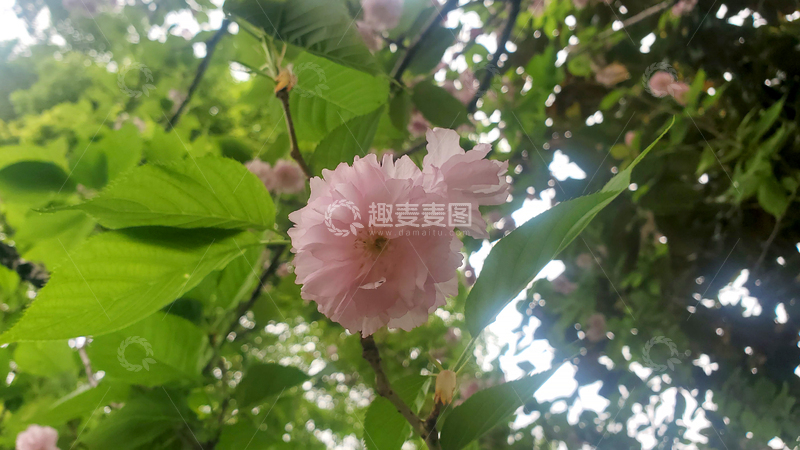 高清大图下载【趣麦麦图】樱花八重樱晚樱花朵花卉绿叶树叶