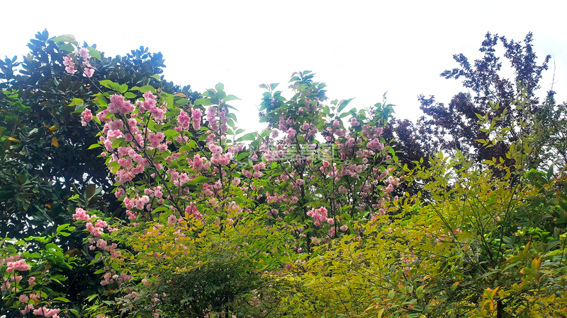 高清大图下载【趣麦麦图】樱树樱花花朵花卉花树树木树林