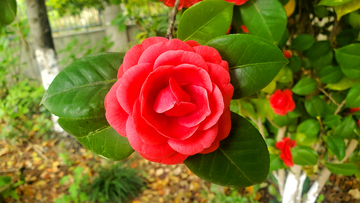 山茶花花卉花朵花瓣树叶绿叶叶子