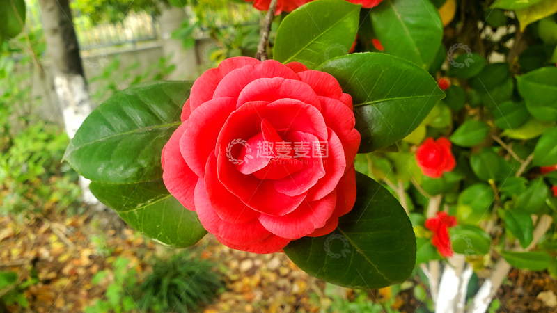 高清大图下载【趣麦麦图】山茶花花卉花朵花瓣树叶绿叶叶子