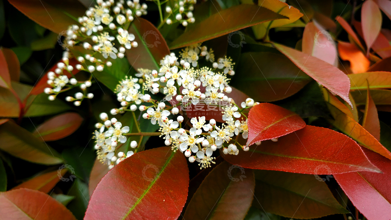 高清大图下载【趣麦麦图】石楠花朵花卉花瓣绿叶树叶叶子