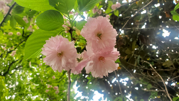 晚樱樱花花朵花卉绿叶树叶叶子