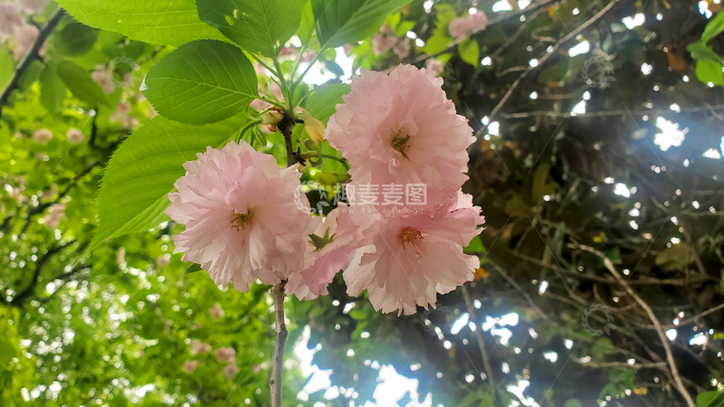 高清大图下载【趣麦麦图】晚樱樱花花朵花卉绿叶树叶叶子