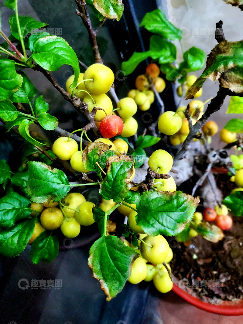 高清大图下载【趣麦麦图】嘎啦苹果佳丽果水果果实果子绿叶