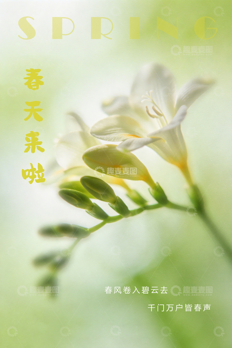 源文件下载【趣麦麦图】春日百合花卉海报设计素材