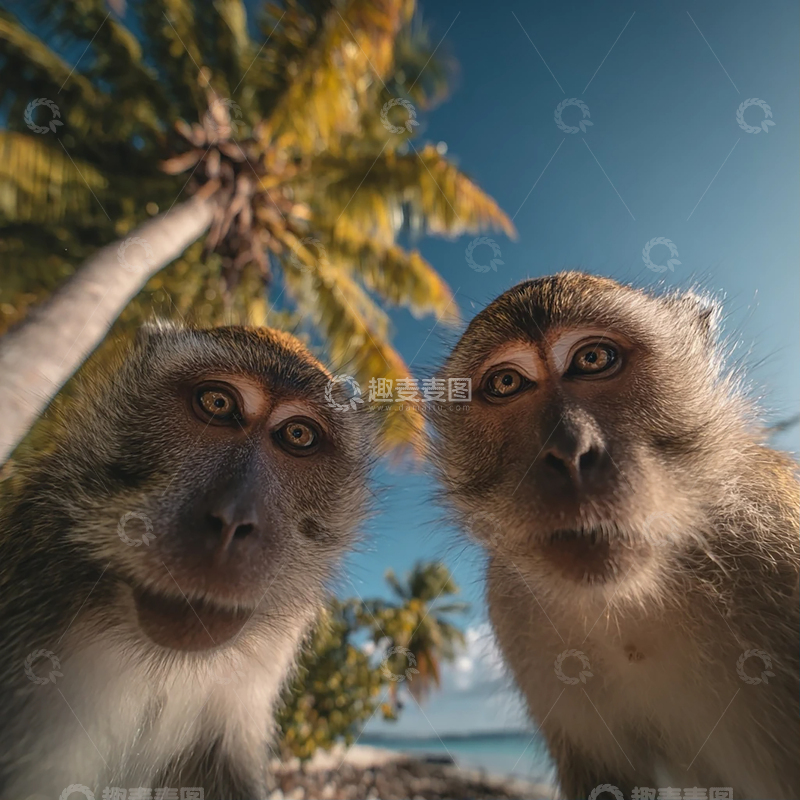 高清大图下载【趣麦麦图】热带海滩的奇幻邂逅