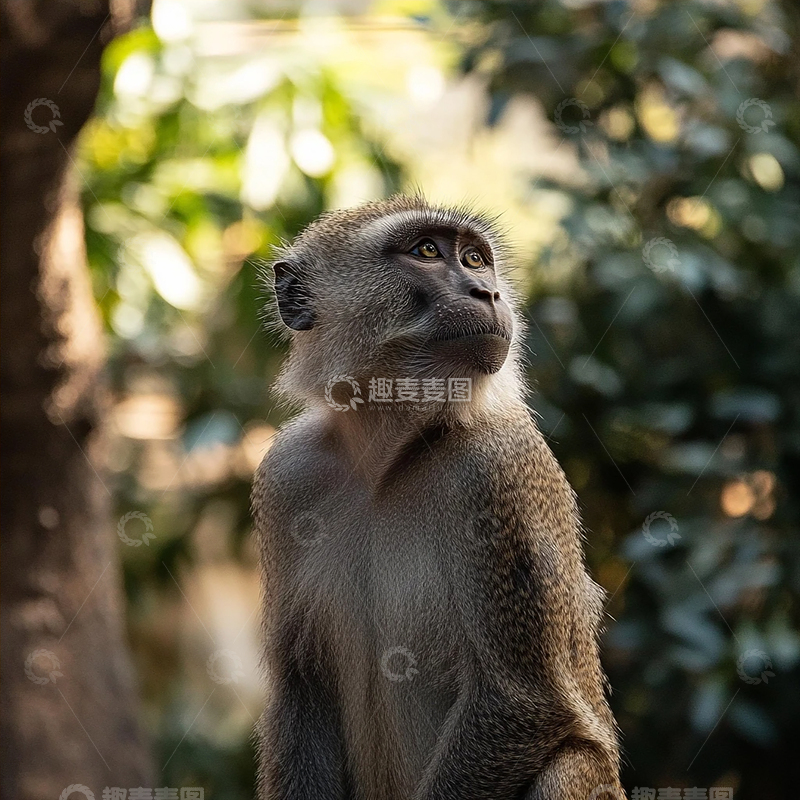 高清大图下载【趣麦麦图】静谧森林中的智慧守望者
