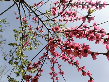 桃花,梨花,春日赏花