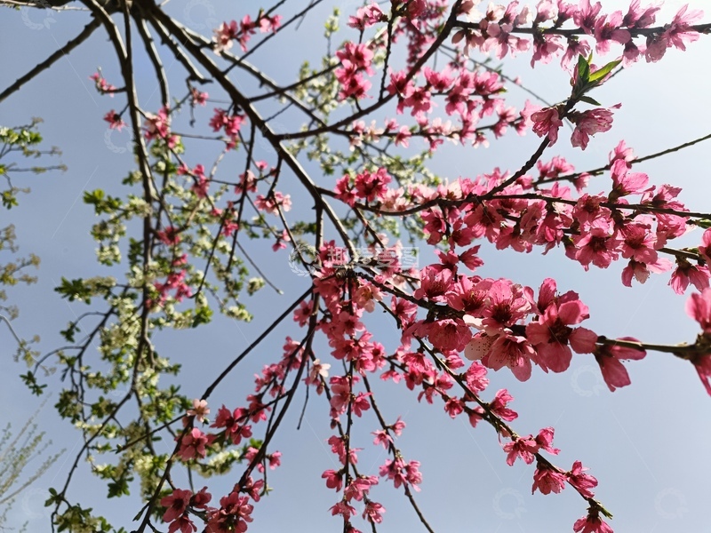 高清大图下载【趣麦麦图】桃花,梨花,春日赏花