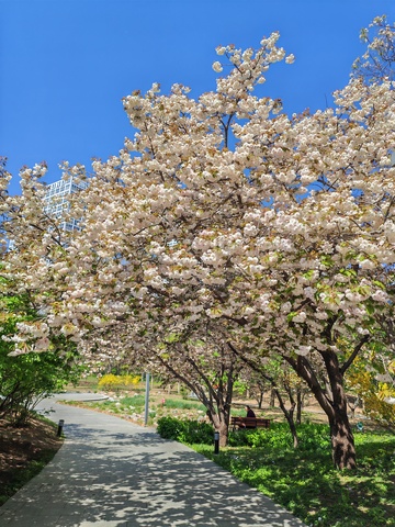 樱花盛开公园小径